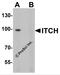 E3 ubiquitin-protein ligase Itchy homolog antibody, 7645, ProSci, Western Blot image 
