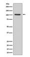 Glutamate Ionotropic Receptor AMPA Type Subunit 1 antibody, M02677, Boster Biological Technology, Western Blot image 