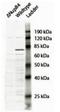 Nucleoporin 88 antibody, orb125136, Biorbyt, Western Blot image 