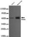 Peroxisome Proliferator Activated Receptor Gamma antibody, LS-C178333, Lifespan Biosciences, Western Blot image 