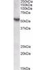 TOR antibody, orb22531, Biorbyt, Western Blot image 