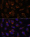 Ts Translation Elongation Factor, Mitochondrial antibody, 16-425, ProSci, Immunofluorescence image 