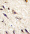 EPH Receptor A5 antibody, abx033518, Abbexa, Immunohistochemistry frozen image 