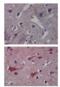 Toll Like Receptor 8 antibody, ALX-804-376-C100, Enzo Life Sciences, Immunohistochemistry frozen image 