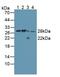 Calpain Small Subunit 1 antibody, abx130765, Abbexa, Western Blot image 