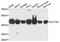 4F2 light chain antibody, STJ25593, St John