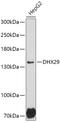 DExH-Box Helicase 29 antibody, 18-059, ProSci, Western Blot image 