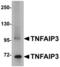 TNF Alpha Induced Protein 3 antibody, A00224-1, Boster Biological Technology, Western Blot image 