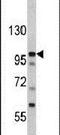 MDM2 Binding Protein antibody, PA5-13610, Invitrogen Antibodies, Western Blot image 