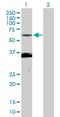 PX Domain Containing Serine/Threonine Kinase Like antibody, H00054899-D01P, Novus Biologicals, Western Blot image 