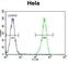Enolase 1 antibody, abx031765, Abbexa, Western Blot image 