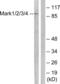 Microtubule Affinity Regulating Kinase 1 antibody, LS-B11354, Lifespan Biosciences, Western Blot image 