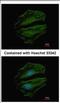 Chromosome 8 Open Reading Frame 48 antibody, NBP2-15652, Novus Biologicals, Immunofluorescence image 