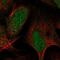 Armadillo Repeat Containing X-Linked 6 antibody, NBP2-30809, Novus Biologicals, Immunofluorescence image 