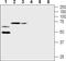 Potassium Voltage-Gated Channel Subfamily A Member 2 antibody, PA5-77655, Invitrogen Antibodies, Western Blot image 