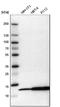 Macrophage Migration Inhibitory Factor antibody, NBP1-81832, Novus Biologicals, Western Blot image 