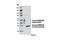 Basigin (Ok Blood Group) antibody, 12314S, Cell Signaling Technology, Western Blot image 