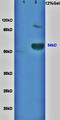 Ribosomal L1 Domain Containing 1 antibody, orb10466, Biorbyt, Western Blot image 