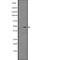 p21-activated protein kinase-interacting protein 1 antibody, abx148513, Abbexa, Western Blot image 