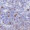 CD28 antibody, AF-342-PB, R&D Systems, Immunohistochemistry paraffin image 