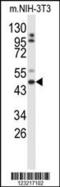 Golgin, RAB6 Interacting antibody, 63-843, ProSci, Western Blot image 