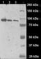 Folate Hydrolase 1 antibody, LS-C112400, Lifespan Biosciences, Western Blot image 