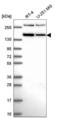 Remodeling And Spacing Factor 1 antibody, NBP2-57248, Novus Biologicals, Western Blot image 