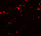 Tectonic Family Member 1 antibody, A09350, Boster Biological Technology, Immunofluorescence image 