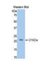 Protein C Receptor antibody, LS-C296099, Lifespan Biosciences, Western Blot image 