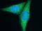 CD2 Associated Protein antibody, 51046-1-AP, Proteintech Group, Immunofluorescence image 