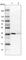 Nuclear distribution protein nudE homolog 1 antibody, HPA024075, Atlas Antibodies, Western Blot image 