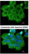 Rho Associated Coiled-Coil Containing Protein Kinase 2 antibody, NBP2-20199, Novus Biologicals, Immunofluorescence image 