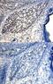 GLI Family Zinc Finger 2 antibody, AF3635, R&D Systems, Immunohistochemistry paraffin image 