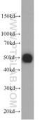 HA tag antibody, 66006-1-Ig, Proteintech Group, Western Blot image 