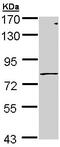 Polymeric Immunoglobulin Receptor antibody, ab96196, Abcam, Western Blot image 