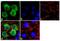 Apolipoprotein A1 antibody, MIA1402, Invitrogen Antibodies, Immunofluorescence image 