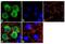 Apolipoprotein A1 antibody, MIA1402, Invitrogen Antibodies, Immunofluorescence image 