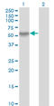 RAN Binding Protein 3 antibody, LS-C198578, Lifespan Biosciences, Western Blot image 