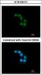 Syntaxin Binding Protein 2 antibody, LS-C185522, Lifespan Biosciences, Immunocytochemistry image 