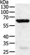 TNF Receptor Associated Factor 5 antibody, PA5-50278, Invitrogen Antibodies, Western Blot image 