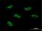 PWP1 Homolog, Endonuclein antibody, H00011137-M01, Novus Biologicals, Immunofluorescence image 