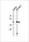 Heat Shock Transcription Factor 1 antibody, PA5-12181, Invitrogen Antibodies, Western Blot image 