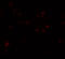 WD Repeat Domain 5 antibody, 6823, ProSci, Immunofluorescence image 