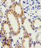 ADA1D antibody, 61-046, ProSci, Immunohistochemistry frozen image 