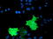 TUB Like Protein 3 antibody, M09384-2, Boster Biological Technology, Immunofluorescence image 