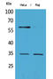 Fc Fragment Of IgG Receptor IIb antibody, STJ96494, St John