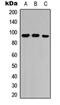 Mitochondrial Pyruvate Carrier 1 antibody, orb256688, Biorbyt, Western Blot image 