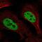 Solute Carrier Family 4 Member 3 antibody, NBP2-56348, Novus Biologicals, Immunofluorescence image 