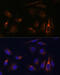 Transmembrane protein 49 antibody, 16-089, ProSci, Immunofluorescence image 