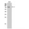 Dishevelled Segment Polarity Protein 2 antibody, LS-C383215, Lifespan Biosciences, Western Blot image 